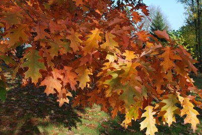 Quercus rubra - dub červený - podzimní větev s listy